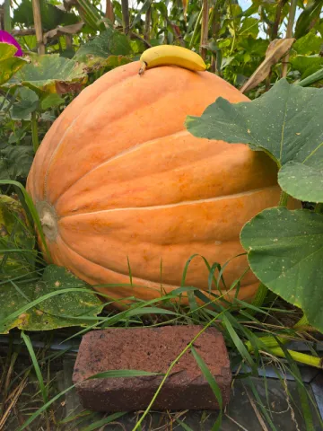 Pumpkin 10/01/2025
