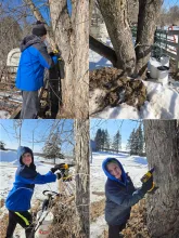 Family tapping maple trees in 2026.