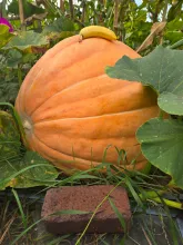 Pumpkin 10/01/2025